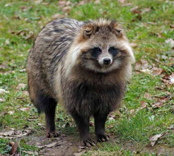 Racoon Dog